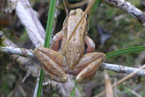 forest frog