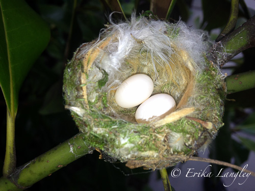 hummingbird eggs 4-14-15