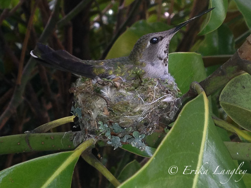 mama hummingbird 4-14-15