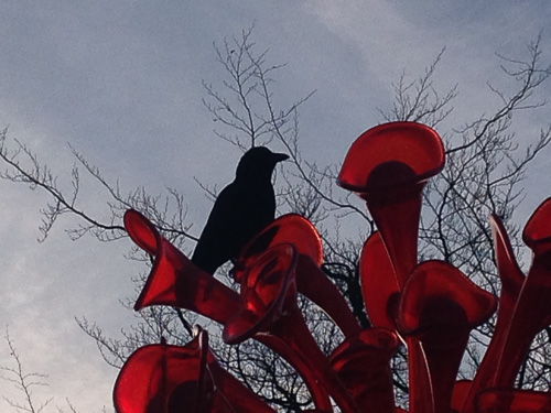 crow and mexican hat