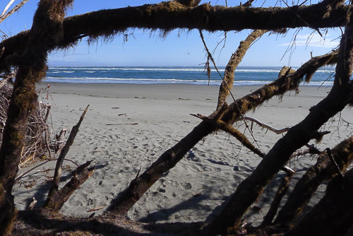 beach through branches
