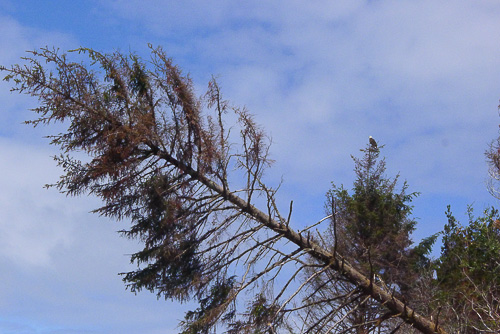 eagle and sideways tree