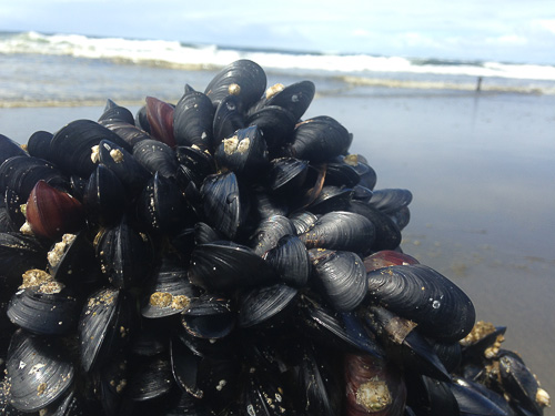 mussels detail