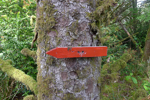 red arrow on tree