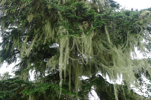 19-mossy-alaska-tree