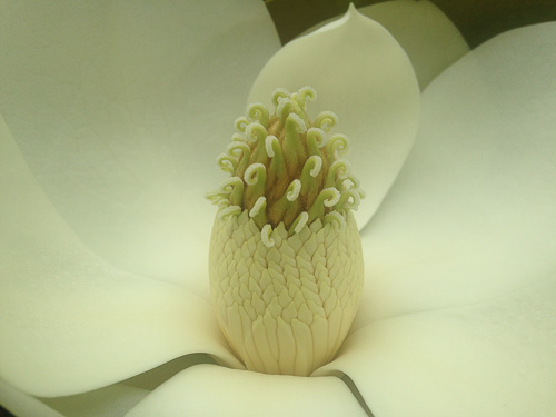 23-magnolia