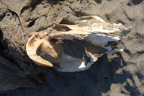 Seal skull, Washaway
