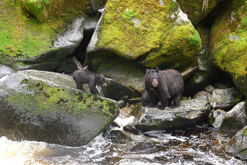 9-bears-on-rocks