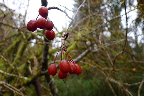 berries-in-forest